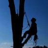 Alan's Tree Services