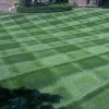 Beat The Weeds Organic Based Lawn Care