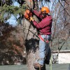 Clean Cut Tree Service