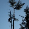 M Flagg Tree Services