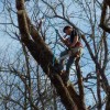 Branching Out Tree Care Experts