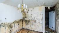 Mold Removal Experts