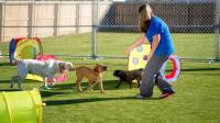 Artificial Grass for Dogs