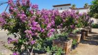 Garden View Nursery