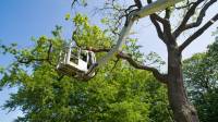 Tree Trimming