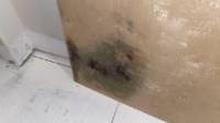 Mold Remediation