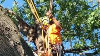 Tree Services