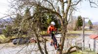 Tree Trimming And Pruning